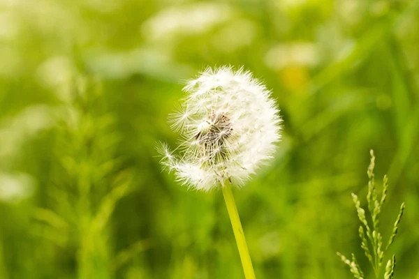 Image for article titled Greener Practice